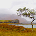 Bent Tree on Mull
