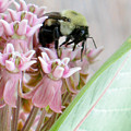 Foraging Bee