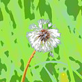 Dandelion on Green