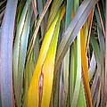 Natures Stripes