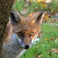 The Golden Eye